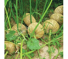 BÍ ĐỎ PK - 125