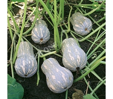BÍ ĐỎ PK - 126