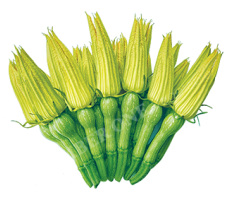 BI ĐỎ ĂN NỤ PK - 009