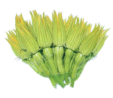 BÍ ĐỎ ĂN NỤ PK-001