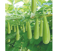 BẦU XỊ BO - 206