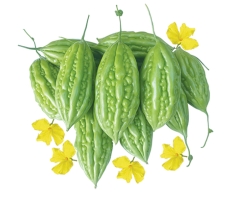 KHỔ QUA BG - 229