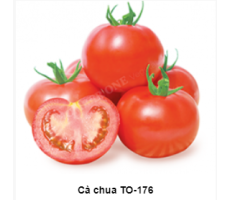 CÀ CHUA TO - 176
