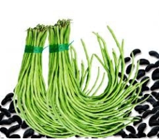 ĐẬU ĐŨA YLB - 001